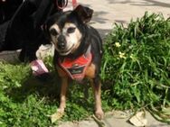FRIEDA - Ratingen