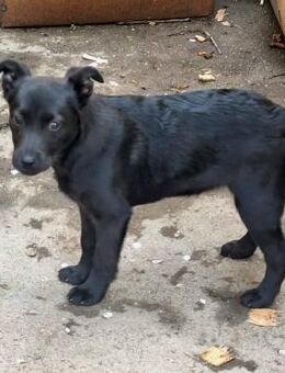 black beauty Farah - Jestetten