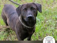 Chip 245500: sucht ein Zuhause - Kirchzell