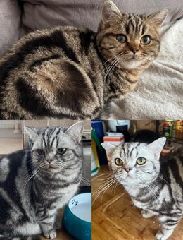 Tolle Gold und Silber Tabby Jungtiere BKH Kitten Stammbaum - Magdeburg