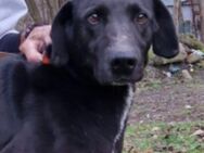 TRUDY 🆘️🆘️🆘️ verliert ihr Zuhause - Herxheim (Landau)
