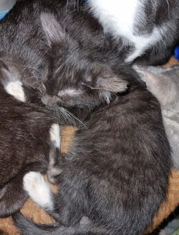 junge Kater / Katzen - Hohenleuben