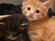 Maine Coon Kitten besuchsbereit - Bremen