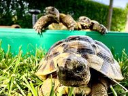 Schildkröten aus Eigenzucht zu verkaufen - Hofbieber