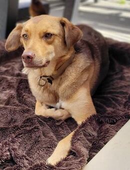 Alina - neugierig, verträglich - in DE - Westerholt