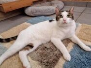 Rino - sein ganzes Leben im Tierheim - Ingolstadt