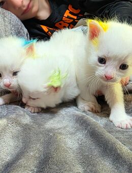 Main Coon-Mix Kitten (geimpft und entwurmt) - Lichtentanne