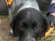 Basco, kleiner Hundemann sucht Menschen - Langenhagen