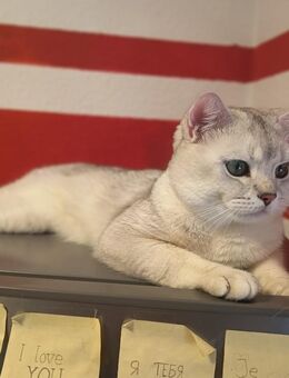 Deckkater John - Kehl