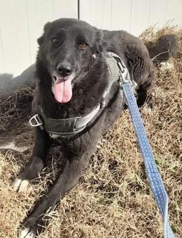 NINA - unsere Black Beauty - Weiterstadt