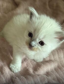 Ragdoll kitten - Dortmund Renninghausen
