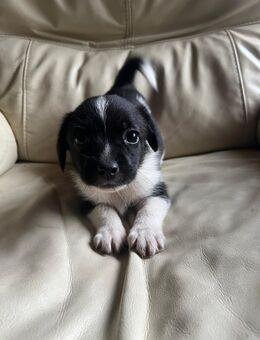 Jack Russell Dackel Mischlings Welpe Weibchen - Remscheid
