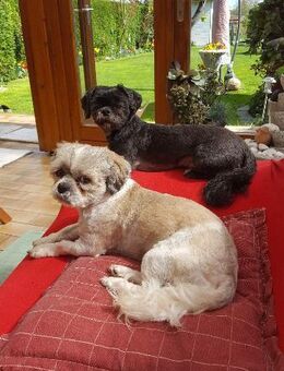zwei gesunde, erfahrene SHIH-TZU DECKRÜDEN, schwarz und tricolor, Havaneser, Malteser, Pudel, Bolonka, Pomeranian, Terrier, Pekinese o. ä. - Mettmann