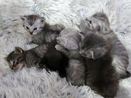 BKH Kitten suchen liebevolles zu Hause - Göppingen