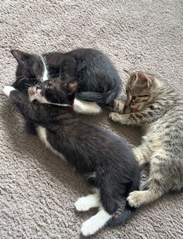 Katzen Kitten ab 4.8.2025 abzugeben - Hannover Ahlem-Badenstedt-Davemstedt