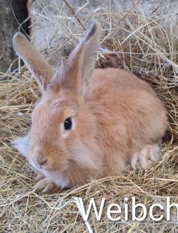 Kaninchen Weibchen 18 Wochen - Högsdorf
