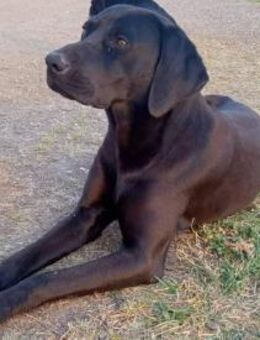 GEORGE - geb. ca. 12/2019 - Labrador Mix - Schönaich