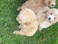 Maltipoo Welpen Pudel Malteser Mix - Gelnhausen