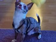 Zuckersüßer Chihuahua (Merle) Rüde zu verkaufen - Strukdorf