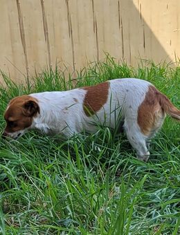 Bella sucht ihr Zuhause - Tholey