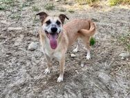 Sanfte Lolly sucht einem sicheren Platz. - München
