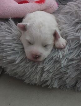 Bichon Frisé Welpen suchen ein liebevolles Zuhause - Gütersloh Zentrum