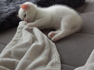 BKH Britisch Kurzhaar Kitten Babykatze - Villingen-Schwenningen