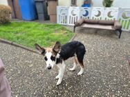 Miniatur Border Collie Mix - Oerlenbach