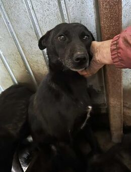 Diesel, der Sanftmütige 🐾 - Elsdorf (Nordrhein-Westfalen)