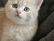 Zuckersüßes Katzenmädchen sucht ihr Für-immer-Zuhause - Ingolstadt