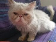 Rocco Perserkater sucht sein Glück - Bad Camberg