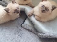 BKH KITTEN - Delbrück