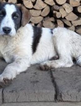 Gibst du Freyja eine Chance?! - München