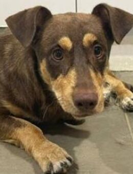 Stitck sucht sein Zuhause - Niedereschach