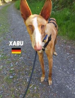 Xabu - Bildschöner Podenco - Heppenheim (Bergstraße)