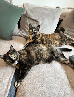 2 Katzen schweren Herzens abzugeben - Duisburg