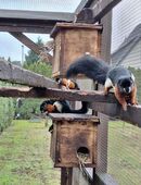 Schönhörnchen Rafflesi Eichhörnchen in 33758