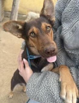 Karesz - ist bereit für sein Zuhause - Köln