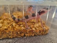 Leoparden Gecko Weibchen - Erfurt