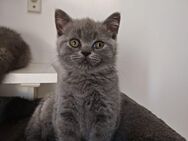 BKH Kitten Mädchen blau /Auszugsbereit - Hamburg