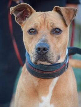 Rosco sein Traum ist ein eigenes Zuhause - Laatzen