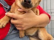 🐶Junghund Poppy💛🆘NOTFALL - Eislingen (Fils)