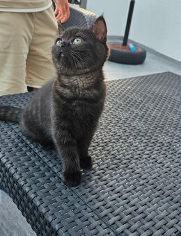 Britisch Kurzhaar Kitten Reinrassige - Schauenburg