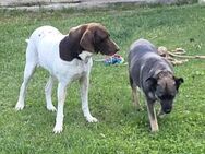 CANDY, w., kastr., Pointer-Mix, 60 cm - Sipplingen