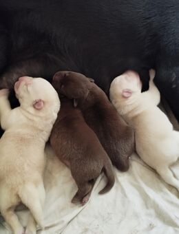 Zuckersüße Labrador Welpen - Greifswald
