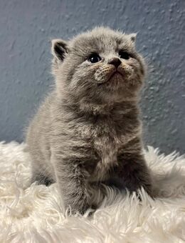 Reinrassige BKH Kitten - Limbach-Oberfrohna