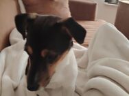 Jack Russell Terrier Welpe zu verkaufen. - Duisburg