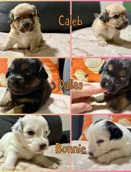 Liebevoll aufgezogene Maltichon-Aussie-Mix Welpen - Familienaufzucht mit Eltern vor Ort (Einmaliger Wurf) - Germersheim