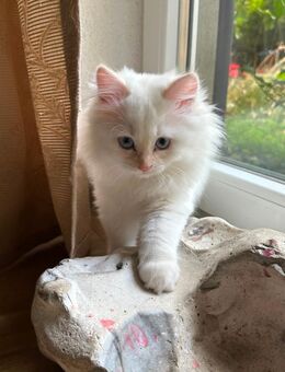 Reinrassige Ragdoll Kitten suchen liebevolles Zuhause - Plau (See) Zentrum