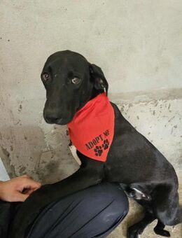 Labradormix Pumba - Eichenzell